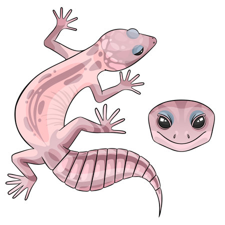 Vector illustration of an eublepharis leopard gecko Blizzardのイラスト素材