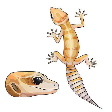 Vector illustration of an eublepharis leopard gecko White and yellowのイラスト素材