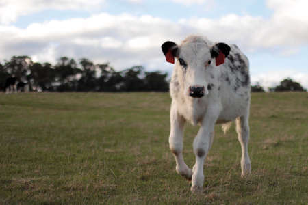 Black and white spotted cow on farm wearing rfid ear tags
