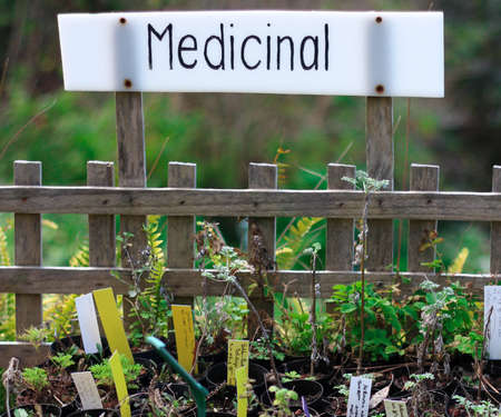 A range of medicinal plants used for alternative medicine at a nursery