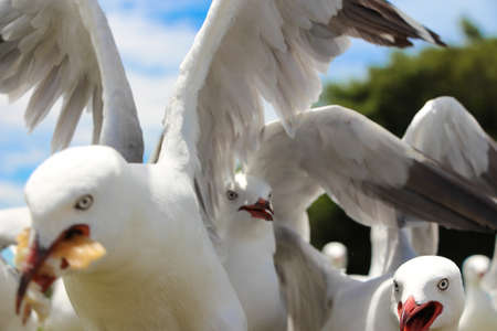 Flock of Seagulls fighting over chips at a beach-side park