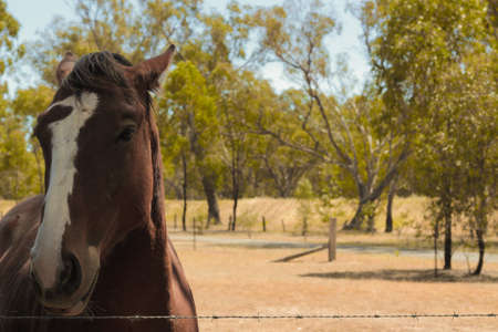 Beautiful chestnut brown horse with white stripe on nose, enjoying the sunshine on a farm in...