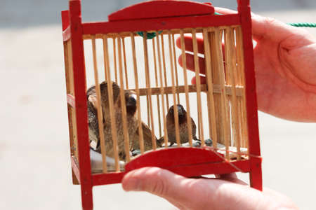 Finches in a cage - released for good luck at a Thai temple