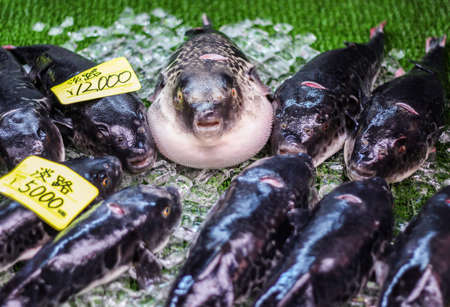 Fugu blowfish sitting on ice at a market in Japanの写真素材