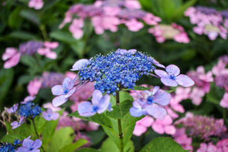 Photos of the bluebird lace cap flowers, or Hydrangea serrata
