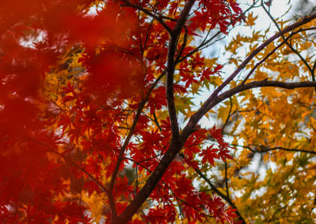 Red and yellow maple leaves in Japan during Autumn Koyo seasonの写真素材