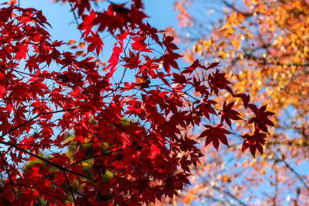Colourful maple leaves against a blue sky during Japan's Autumn Koyo season