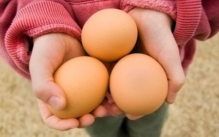 Fresh eggs