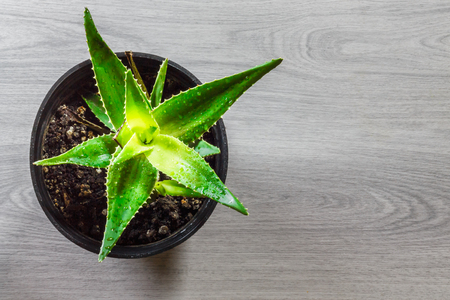 Top view of Aloe vera in flowerpot on wooden background with copy spaceの写真素材