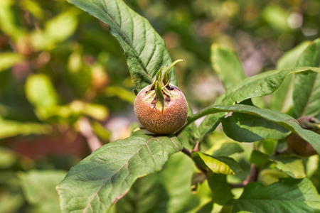 Common medlar fruit (Mespilus) on tree. Copy spaceの写真素材
