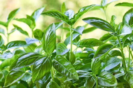Closeup of fresh basil plant growing in gardenの写真素材