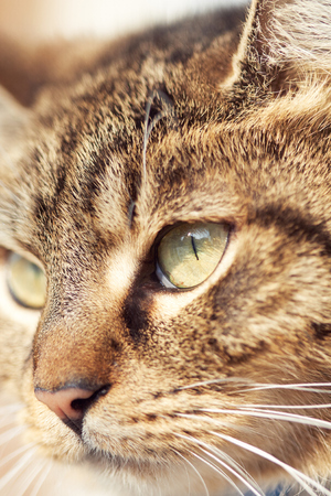 Closeup of brown domestic cat's head with eye in focusの写真素材