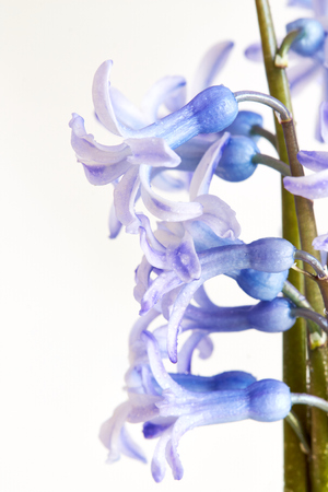 Several hyacinth flowers on white background. Copy spaceの写真素材