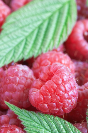 Closeup of raspberries with leaves, selective focus on single raspberryの写真素材