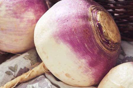 Closeup of raw organic turnip root (brassica rapa)の写真素材