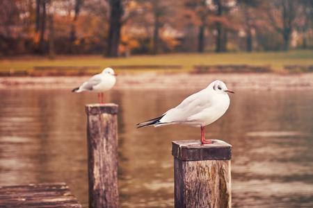 Two seagulls resting on wooden pier poles on Lake Starnbergの写真素材