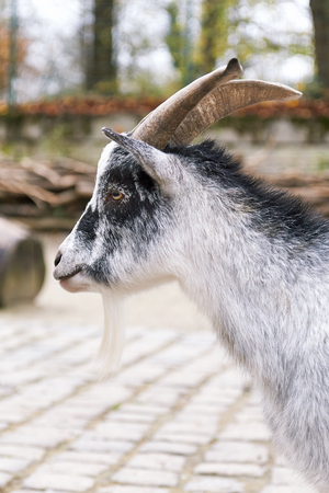 Portrait of a West African Dwarf goat (Capra aegagrus hircus)の写真素材