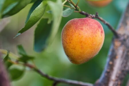 Ripe armenian plums (Prunus armeniaca) growing on a treeの写真素材