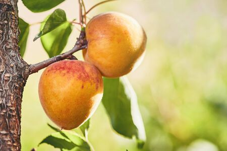 Ripe armenian plums (Prunus armeniaca) growing on a treeの写真素材