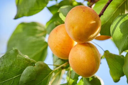 Ripe armenian plums (Prunus armeniaca) growing on a treeの写真素材