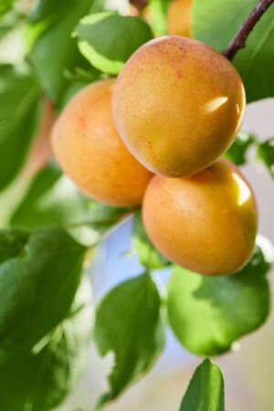 Ripe armenian plums (Prunus armeniaca) growing on a treeの写真素材