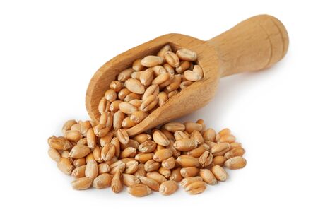 Raw wheat grain in wooden scoop isolated on white backgroundの写真素材