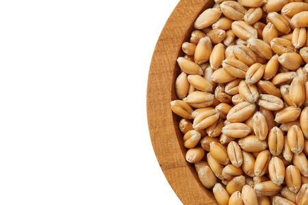Raw wheat grain in wooden spoon isolated on white background. Top view with copy spaceの写真素材