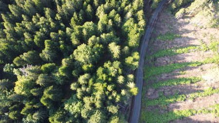 Aerial view of road in the forest. Drone photography. Top view.の写真素材