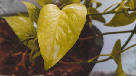 A green leaf representing a lifeの写真素材