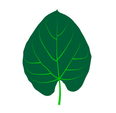 green love leaves leaf vector illustration.のイラスト素材