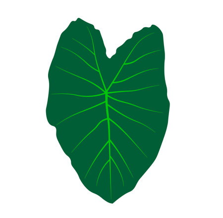 The leaves of the taro tree vector illustration.のイラスト素材