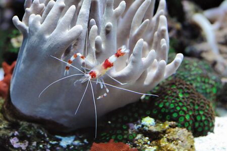colorful shrimp  over coral reef under waterの写真素材