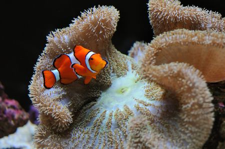 beautiful clownfish nemo over coral reef anemone under waterの写真素材