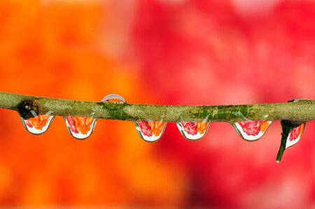 Macro of tiny dewdrops on a twig in early morning with background flowers being refracted inside the droplets.の写真素材