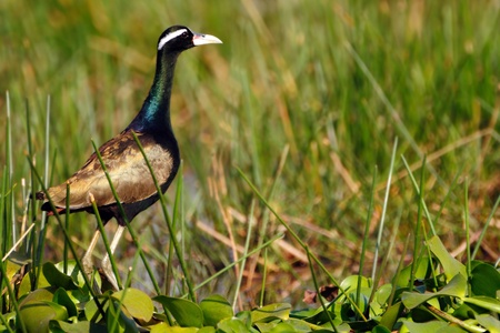 Bronze winged Jacana, a migratory bird of the wetlandsの写真素材