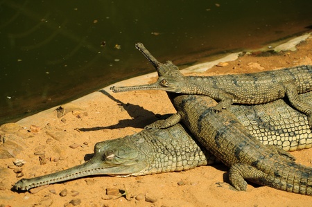 A pair of gharial babies climbed up over its motherの写真素材