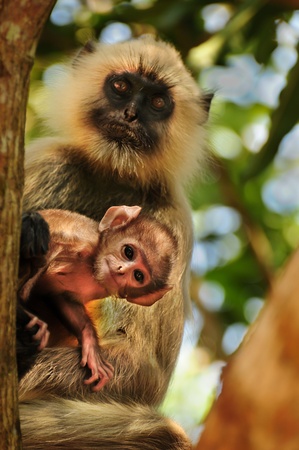 Langur monkey baby peeping out from motherの写真素材