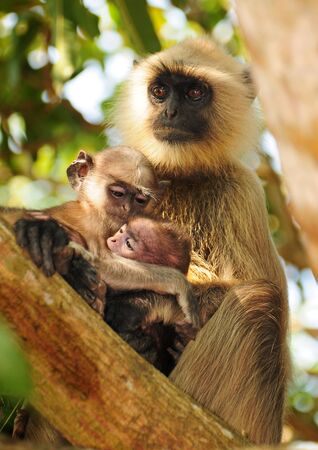 A touching moment showing the family bond in primates. Langur mother with her two children.の写真素材