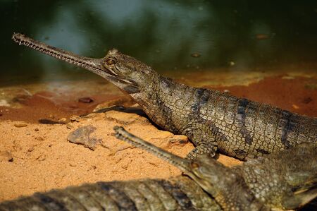 gharial crocodiles basking in the sunlight during winter by the river bank. This species is listed as critically endangered due to its fast declining counts.の写真素材