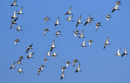 Flock of black tailed Godwits in flight during migration season