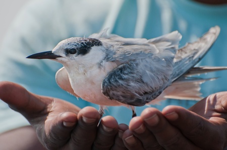An injured whiskered tern rests on the hands of a sailor after being rescued from the lake water.の写真素材