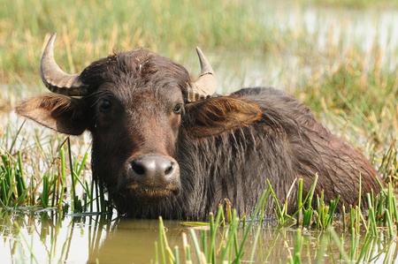 Indian buffalo grazing in marshy swamp areaの写真素材