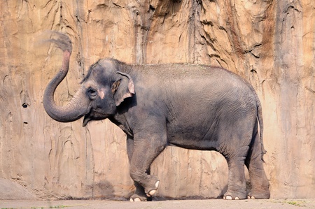 Asian elephant spraying soil over its body to stay cool, motion blur on trunkの写真素材