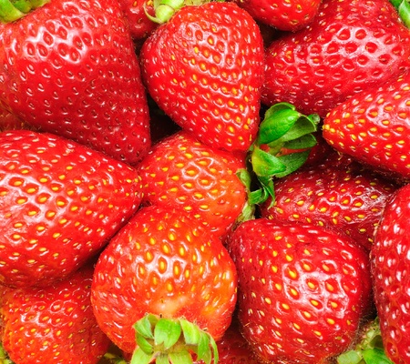 Closeup of a pile of fresh strawberries as a beautiful fruit backgroundの写真素材