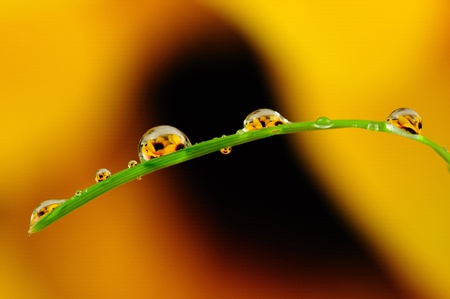 Macro of a blade of grass covered with dew drops..(if you look closely you can see the flowers around in those drops) の写真素材