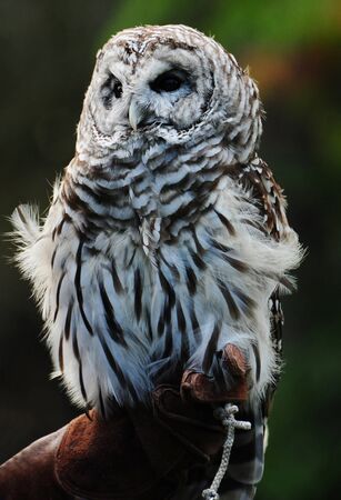 Great northern barred (hoot) owl closeup portraitの写真素材