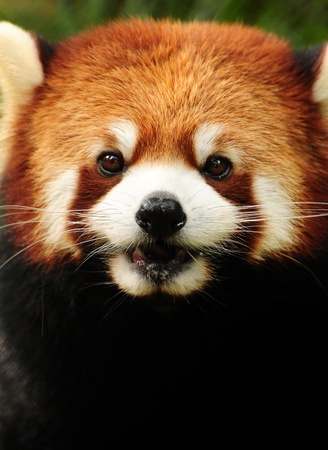 Cute little Red Panda (fulgens ailurus) headshot portraitの写真素材