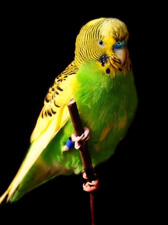 Female green budgie bird perched on a branch Female green budgie bird perched on a branch