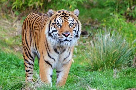 Endangered Sumatran tiger coming out of the jungle in a wildlife preserve in America Endangered Sumatran tiger coming out of the jungle in a wildlife preserve in America