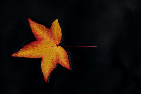 Beautiful maple leaf glowing in autumn colors floating gently in still waterの写真素材
